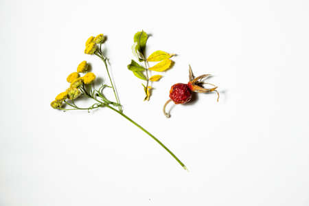 Red roses are on a white background. They are dry and collected in a forest glade. Autumn is the most beautiful time of the year.の写真素材