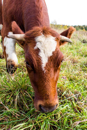 Grass on pasture. Cows live on a farm. Healthy milk.の写真素材