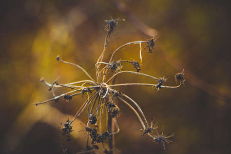Dry stalks of dried plants and dried up. In autumn, nature takes a look.