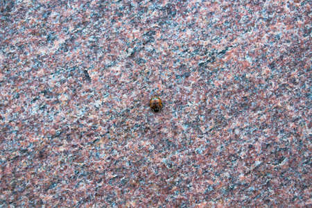 He sits on the wings of the hue.の写真素材
