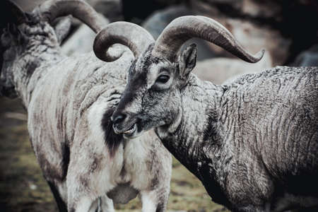 It is a wild animal. Animals live in the reserve.の写真素材