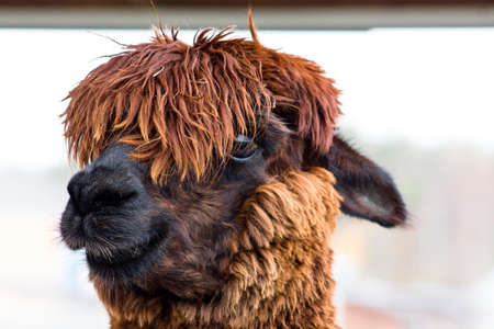 Remarkable and Alpaca. Her hair on her head completely closes her eyes. Animals live in the reserve.の写真素材