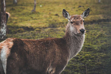 A young deer who walks through the pasture. Animal lives in the reserve.の写真素材