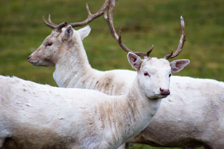 Two young white deer stand behind each other. They are located in the reserve.の写真素材