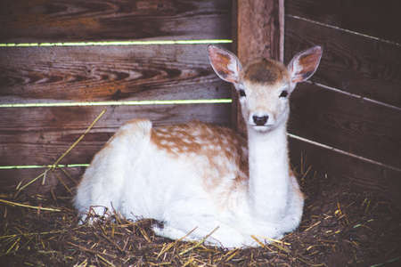 Deer is sitting in the shelter. It is heated or horned by the cold wind.の写真素材