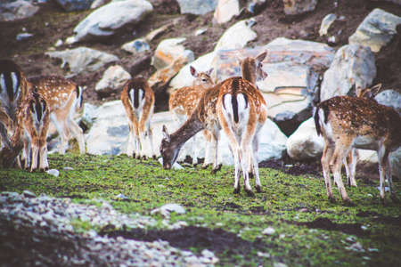 He spotted a deer of small rocks and stones.の写真素材