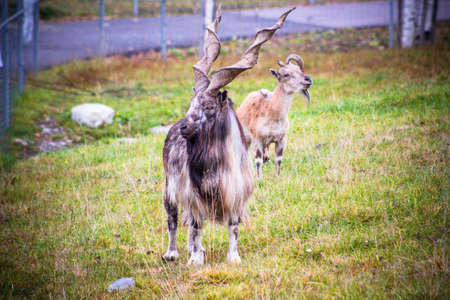 Wild mountain sheep with huge horns twisted into a spiral. Reserve over a large area.の写真素材