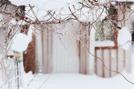 Above the grassy plant. Nature looks very nice in winter.
