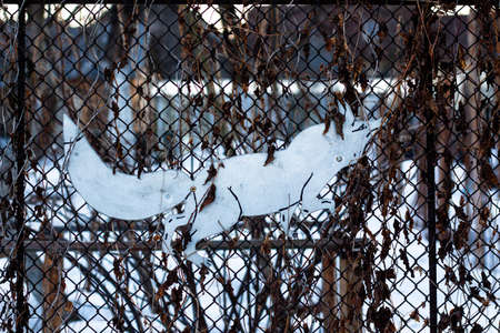 Painted with a metal grill. Around the fox weaves a plant that is dry in winter.