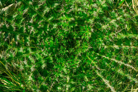 The plant is a bright green shade growing very close to the ground. Each leaf is covered with sharp eyes.の写真素材
