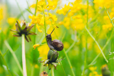 In a forest glade among beautiful yellow flowers, a snail is eating a plant stalk. Beautiful and...