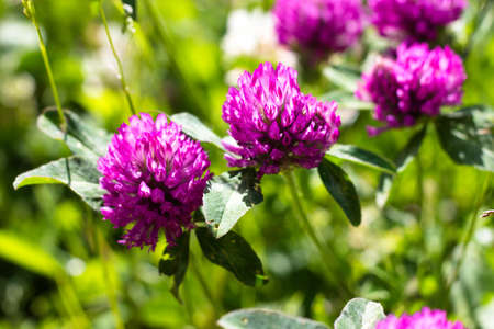 Blooming clover purple shade. Warm and bright sun.