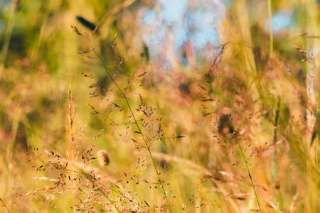 Beautiful vegetation of green grass. Beautiful nature on the forest.