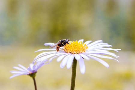 An insect sits on a beautiful rose flower. Insect collects nectar with its proboscis.の写真素材