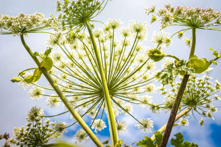 Inflorescence of a large number of white flowers. Flowers grow blue sky and clear sky. Bright rays...