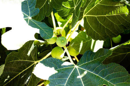 Delicious fruits of fig fruit. Mates
