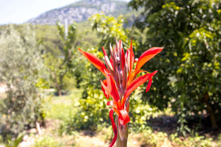 Red tropical flower on a background of mountains. The flower of the summer sun.