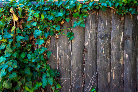 A plant is woven on a wooden surface. The plant is beautifully spread over the old wooden planks.の写真素材