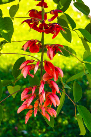 Beautiful inflorescence of red flowers. Flowers grow on a tree branch.の写真素材