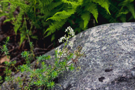 Inflorescence of small white flowers. Flowers grow in the forest next to a large stone among other...