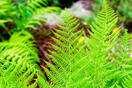 Green fern leaves growing in the forest. A very beautiful plant that grows a very long time on this planet.の写真素材