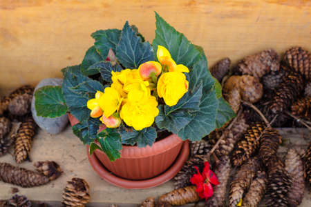 Yellow flowers growing in a pot. Around the pot of flowers are fir cones for decoration.