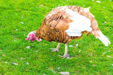 A lone turkey walks on the grass. Turkeys live in a farm house, are raised and bred on it.の写真素材