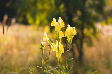 Several yellow flowers in a forest glade. Flowers grow on the edge of the forest in the sunniest place.の写真素材