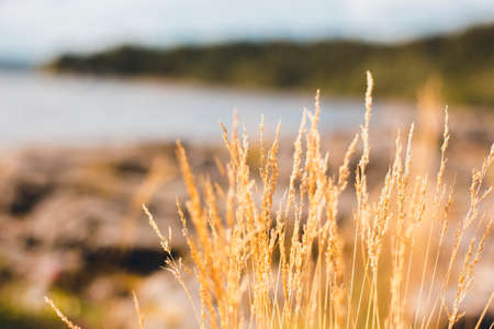 Orange-tinted ears of grass on the shore. The plant turned yellow in autumn weather. Against the backdrop of vegetation, a clear sea.の写真素材