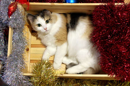 Multi-colored cat in a wooden box. The cat lay in the box where the New Year's toys lay. Around her are Christmas decorations in bright colors.の写真素材