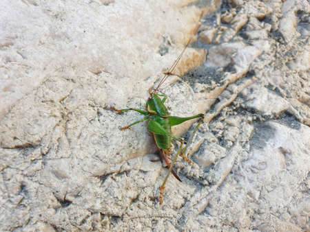 Green grasshopper on a gray stone. The insect sits motionless and basks in the sun.の写真素材