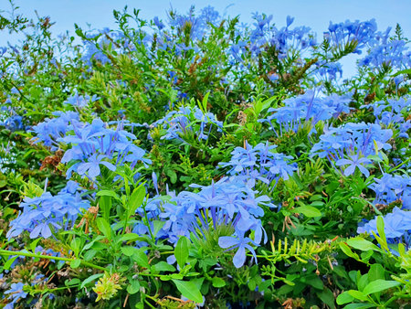 Blue flowers of Plumbago auriculata in a gardenの写真素材