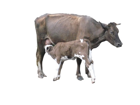 grey cow with calf on the white backgroundの写真素材