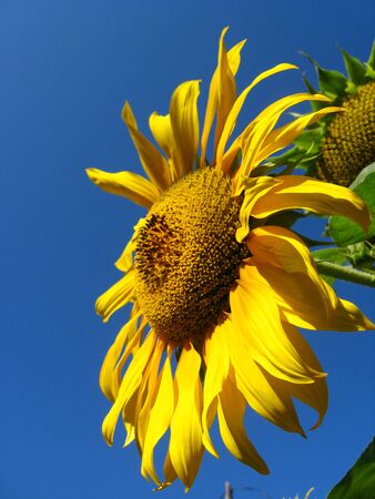 sunflowers on the blue sky backgroundの写真素材