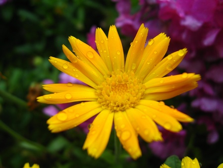 beautiful flower of calendula after rainの写真素材