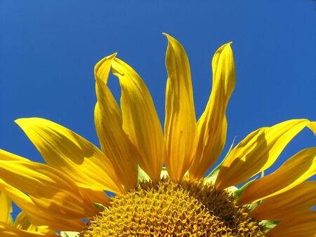 fragment of the beautiful sunflower on the blue sky backgroundの写真素材