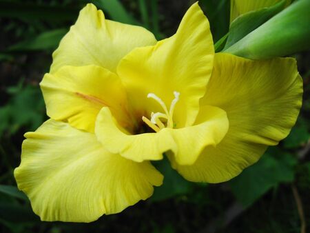 a beautiful flower of yellow gladiolusの写真素材