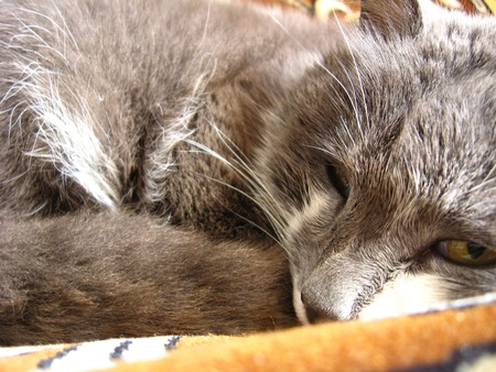 The grey cat sleeps on a sofaの写真素材