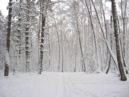 Winter landscape in a wood with birches and snowdriftsの写真素材