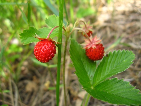 Beautiful wild strawberry found in a wood in summerの写真素材