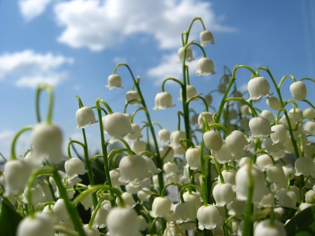 Beautiful flowers of a lily of the valleyの写真素材