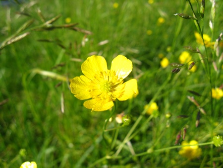  lonely beautiful yellow buttercupの写真素材