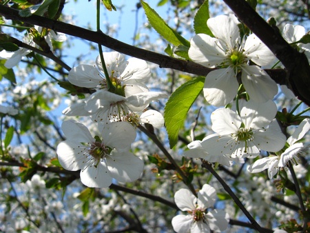 Tree of a blossoming cherryの写真素材
