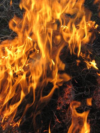 body of flame inflaming in a forestの写真素材