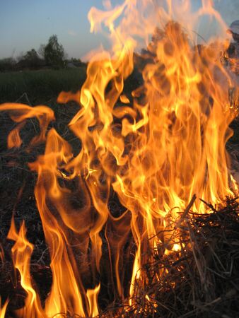 Fire in the forestの写真素材