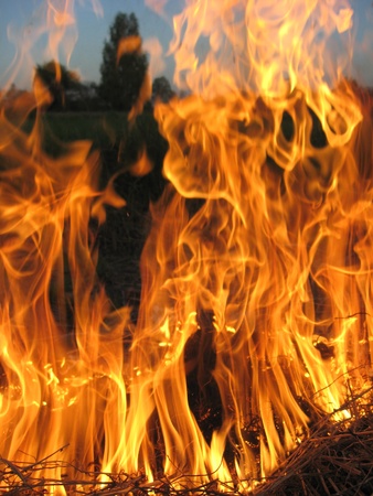 body of flame inflaming in a forestの写真素材