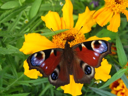 The butterfly of peacock eye on the flowerの写真素材