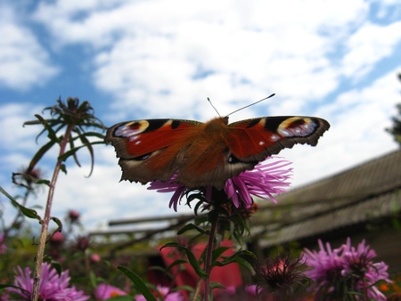 The butterfly of peacock eye on the flowerの写真素材