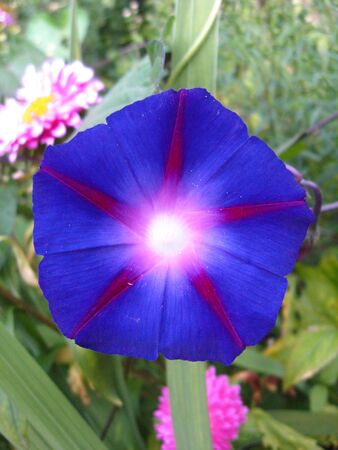 beautiful flower of ipomoea is very motleyの写真素材