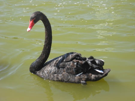 Beautiful and graceful black swan on waterの写真素材